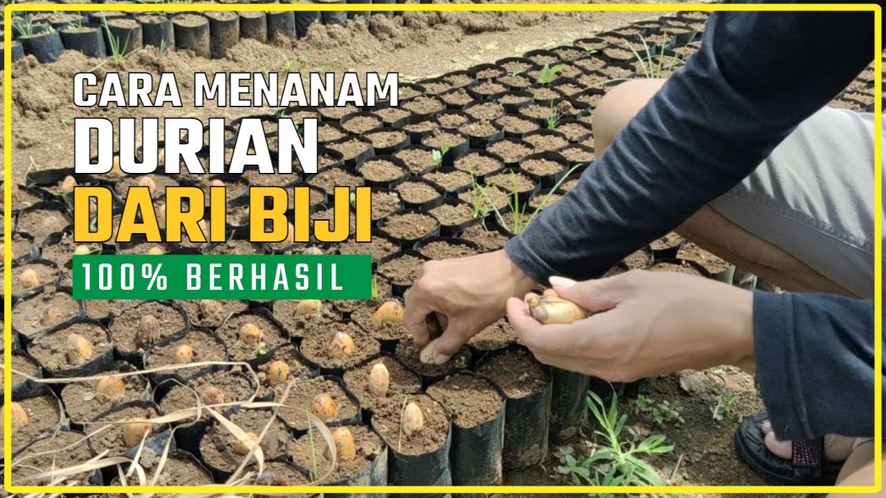 Cara Menanam Durian dari Biji | Cara Semai Biji Durian Agar Cepat Tumbuh
