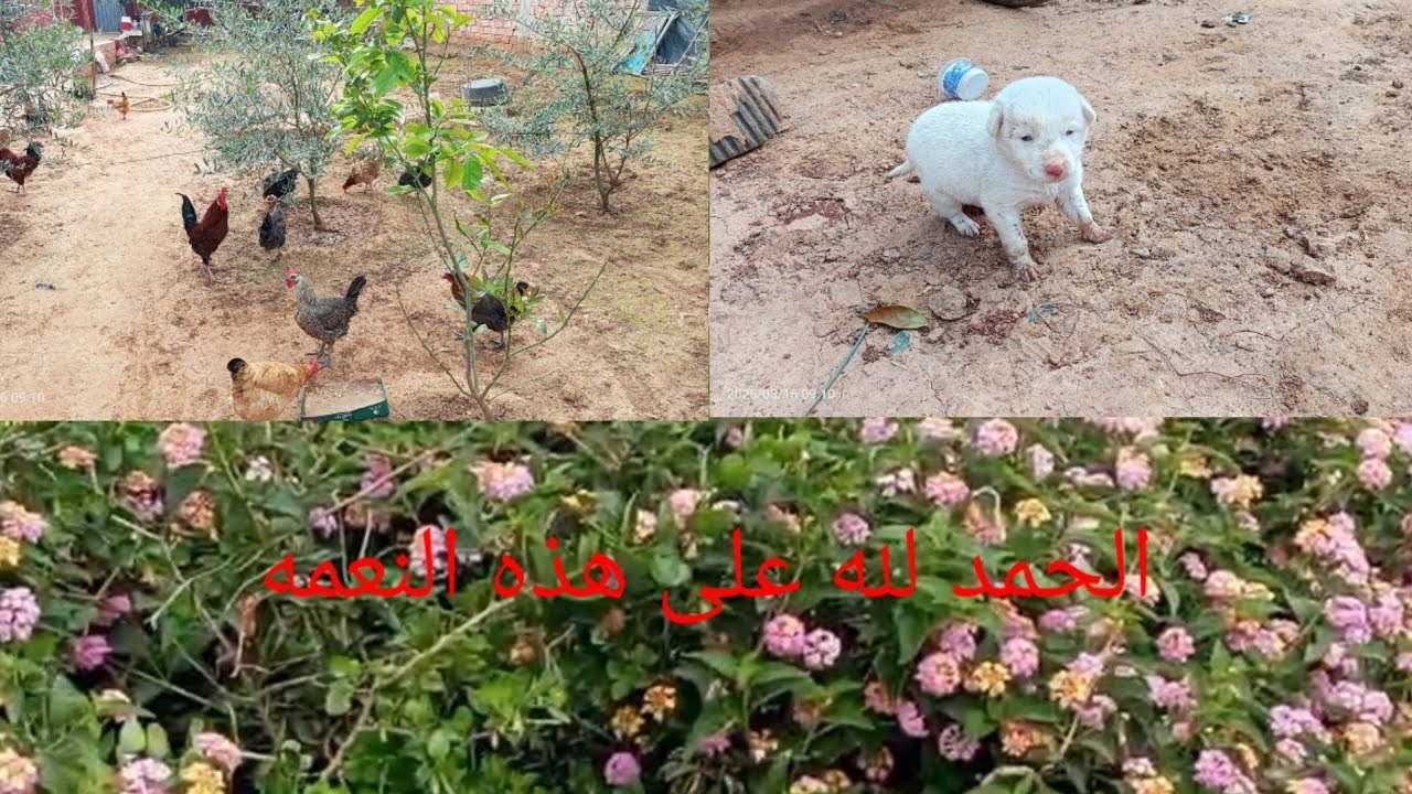 الاجواء زينه على الصباح الله يجعلها نعمه دائمه ويحفظها ربي من الزوال