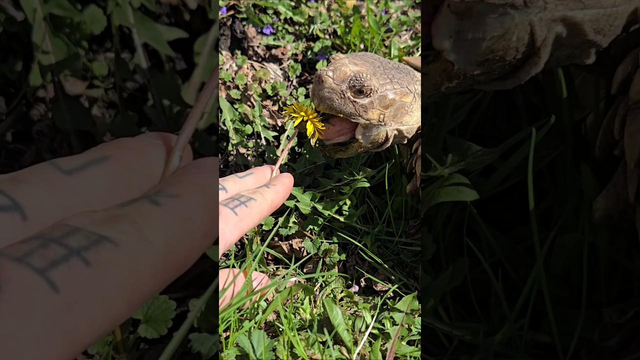 Sulcata Tortoise Shell Surgery