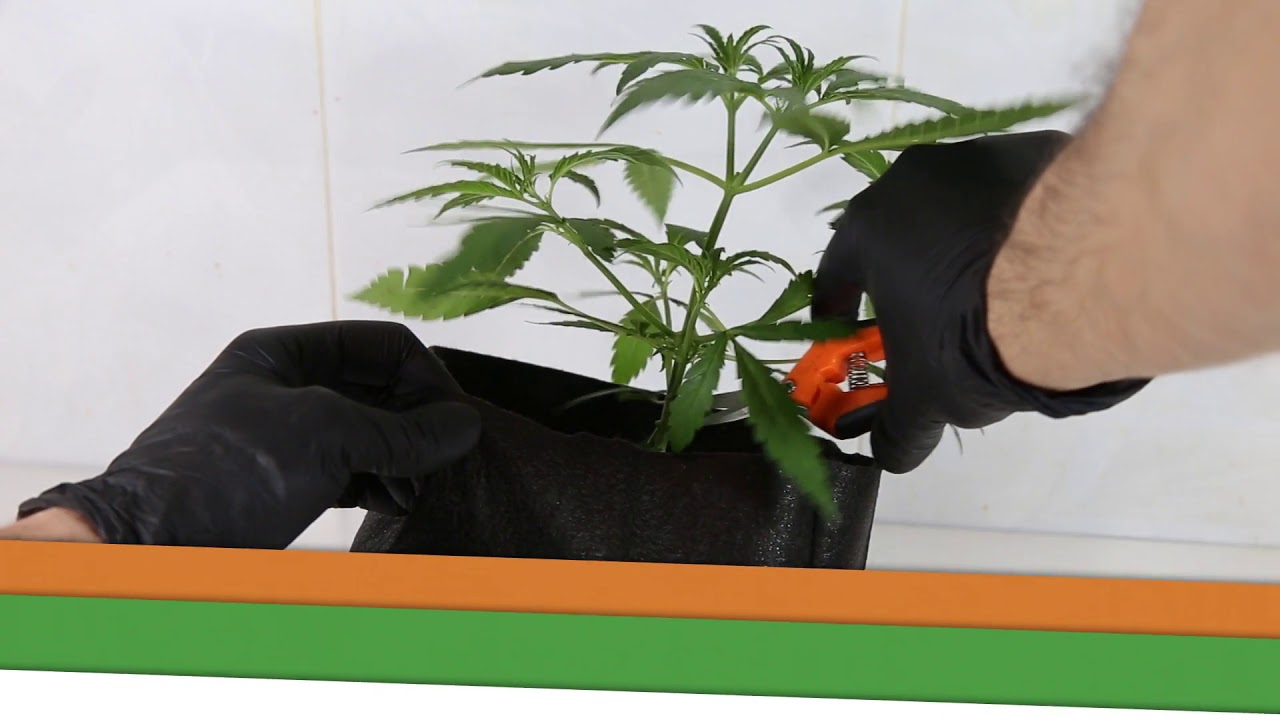 [SEGUIMIENTO CANNABICO (INDOOR) LED 1000 WATT] Video (7) Vegetativo - Semana -6-