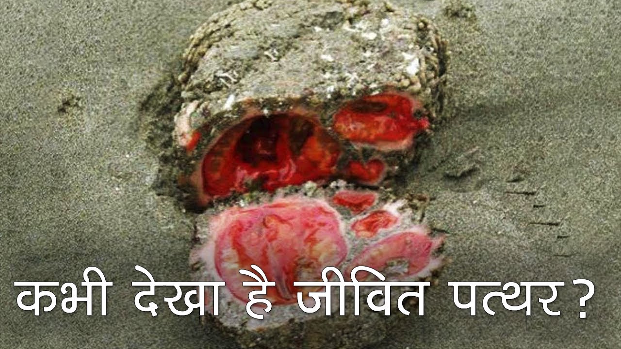 प्रकृति के ये चमत्कार देखकर चौंक जाएंगे आप