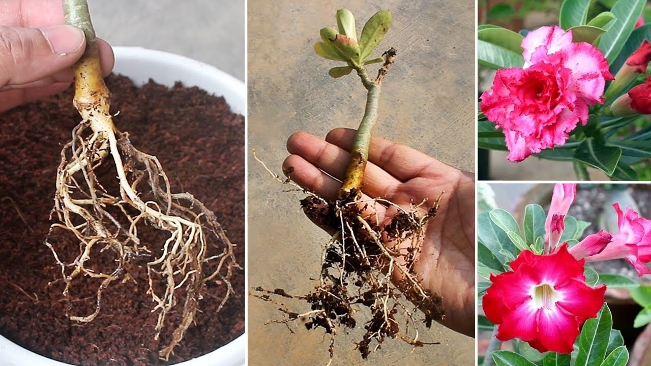 СМОТРИТЕ, как ЛЕГКО вырастить адениум/розу пустыни из черенков