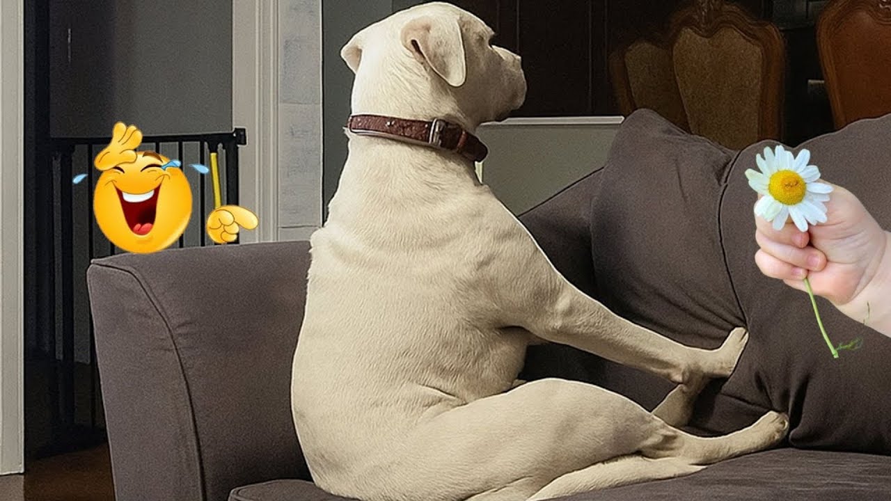 These Dog Videos of the Year Will Make You Laugh Way Too Hard 😂🐶