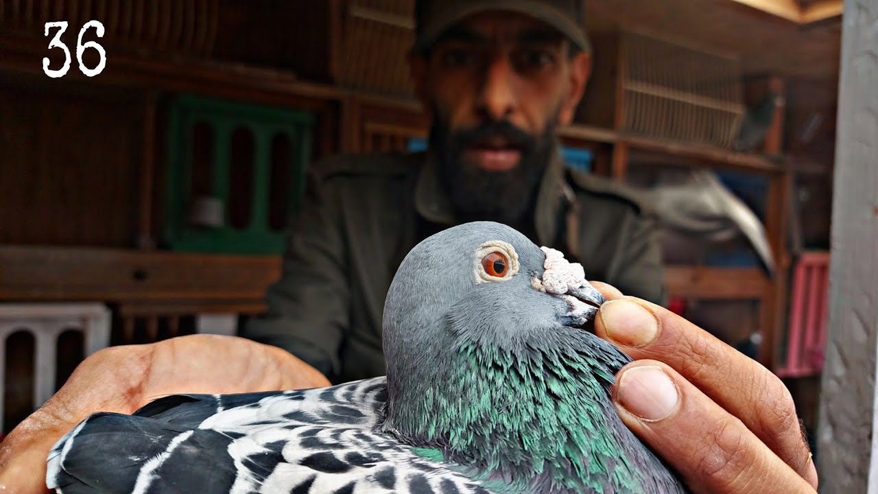 زيارة عند عصام36 + توليعة في الحمام الزاجل للإنتاج