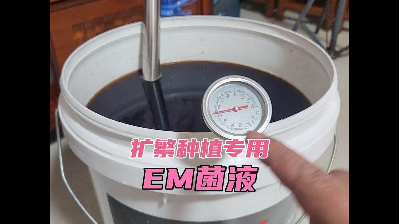 扩繁种植专用EM菌液，用于庭院和楼顶种植 #EM菌 #em菌种