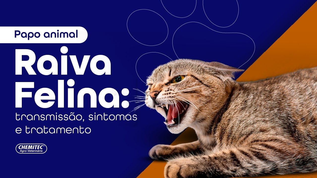 Raiva Felina: transmissão, sintomas e tratamento