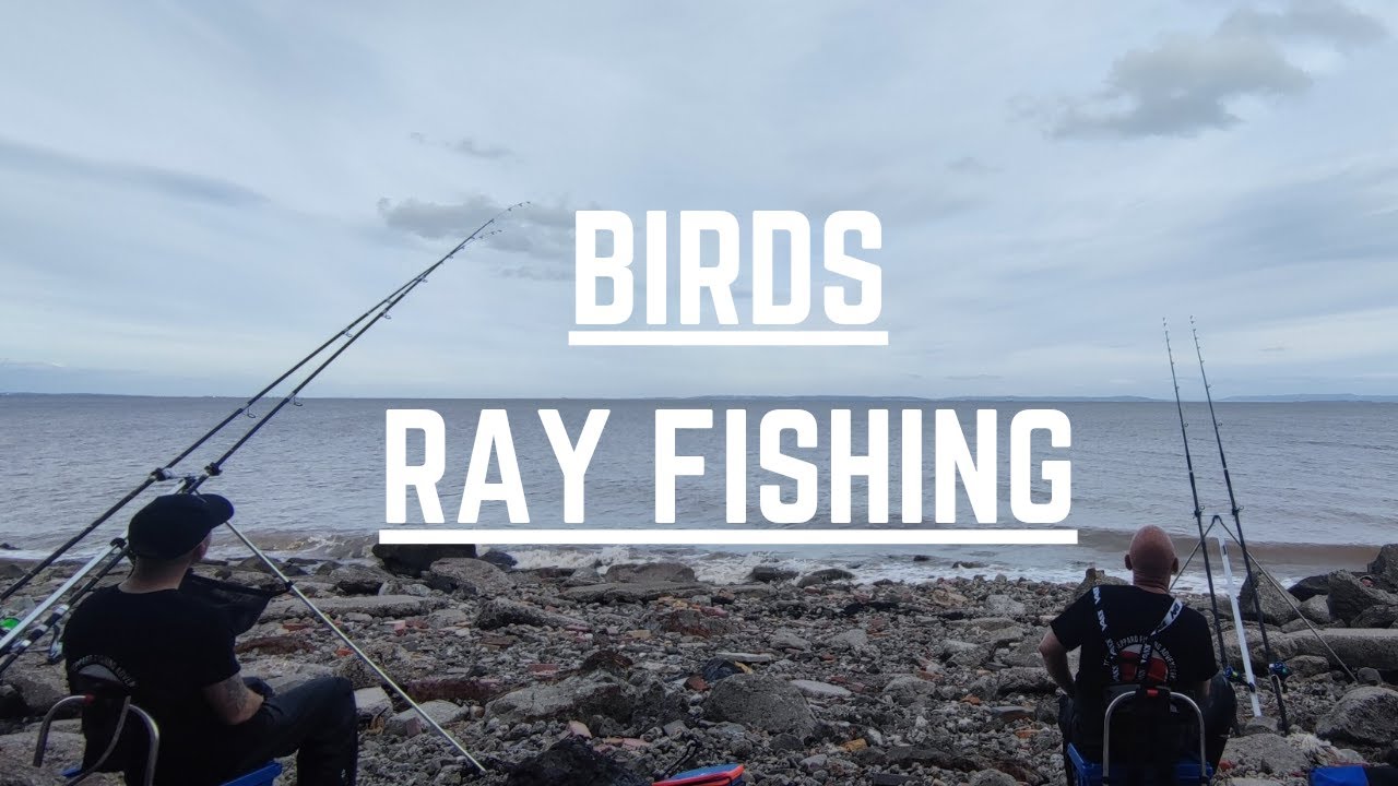 Ray Fishing, Birds, Cardiff Foreshore, Saved A Blank, Rigs, Baiting Up