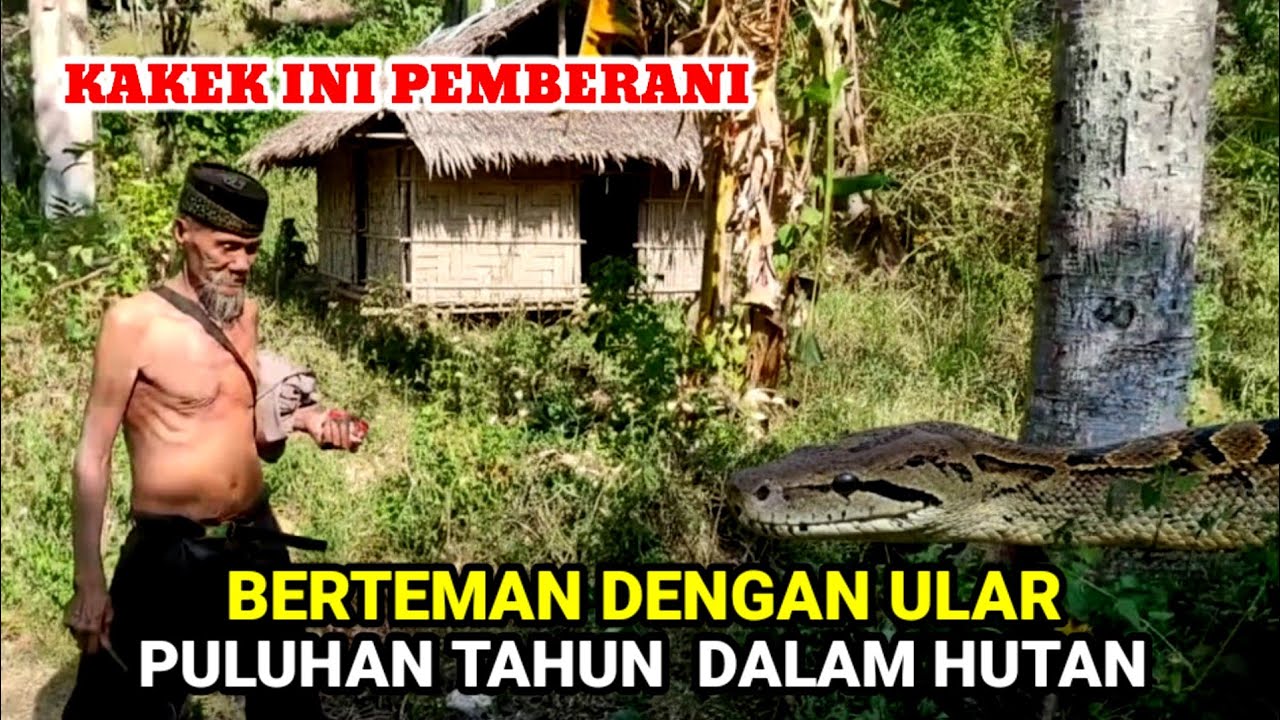 Merinding.! Kakek Pemberani Puluhan Tahun Tinggal Dihutan Berteman Dengan Ular Penunggu Batu Keramat