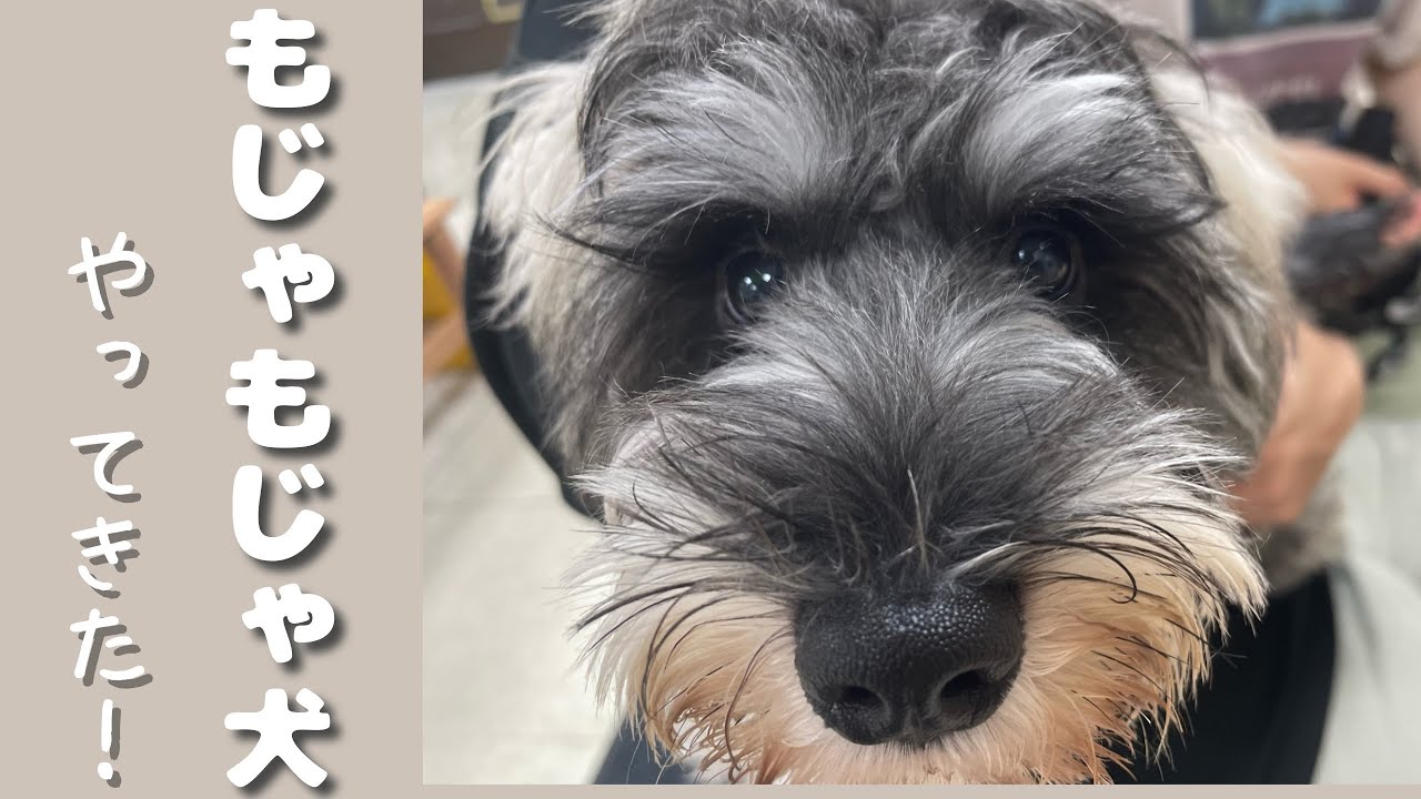 【ミニチュアシュナウザー】子犬お迎え後のリアルな1週間