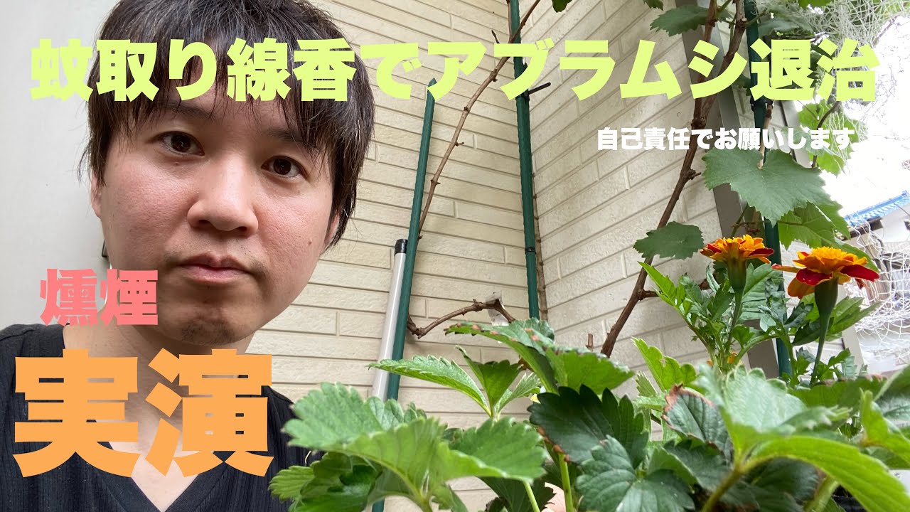 お試しあれ　蚊取り線香でアブラムシ ハダニ退治 実演
