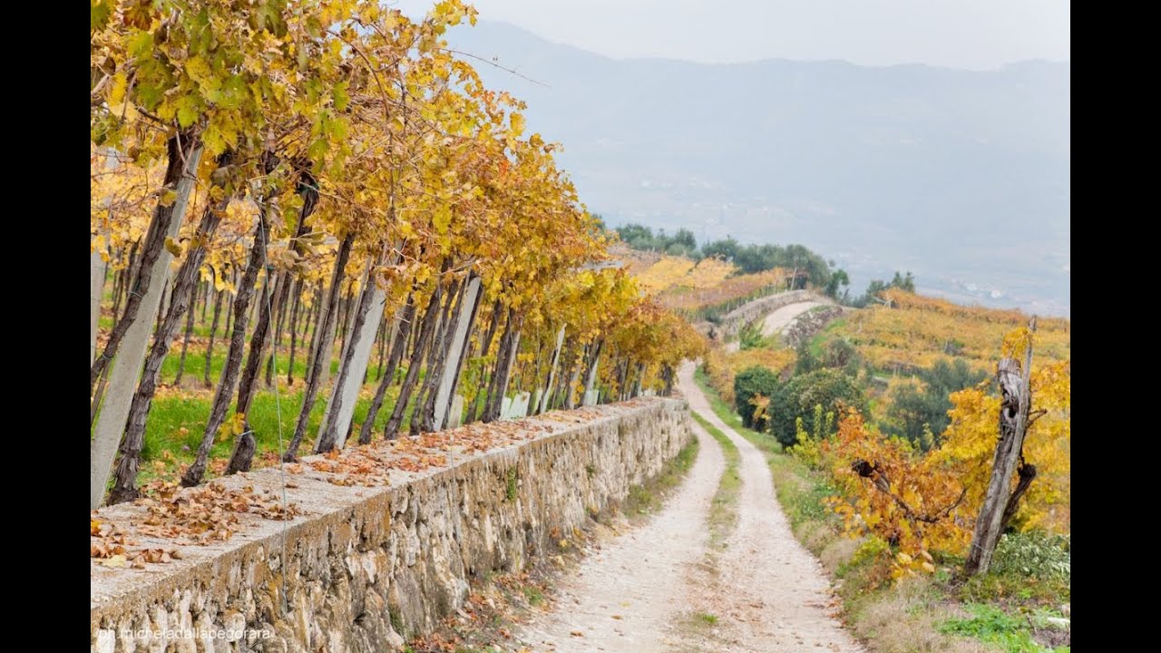 Valpolicella, dove il vino, tra paesaggio e storia, muove un economia da 600 milioni di euro