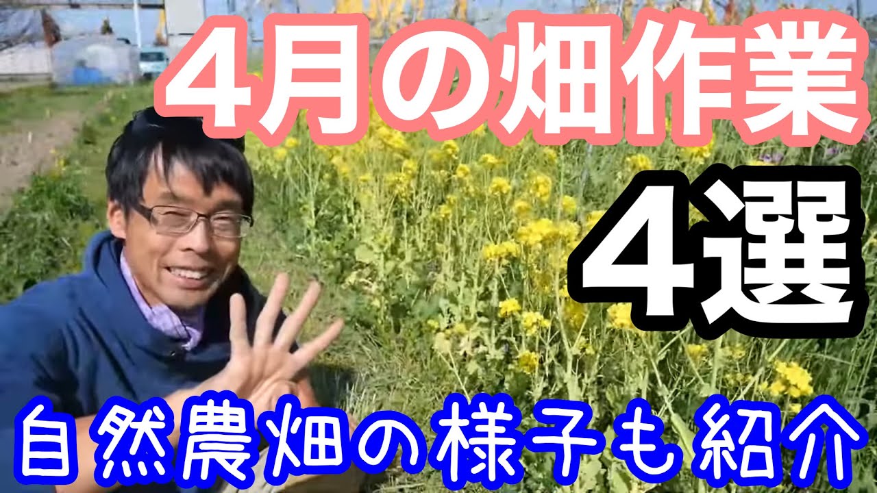 【自然農】４月の畑作業4選/片付けと準備/種蒔き育苗定植/除草手入れ/収穫について《家庭菜園/自給農/無農薬/無施肥》