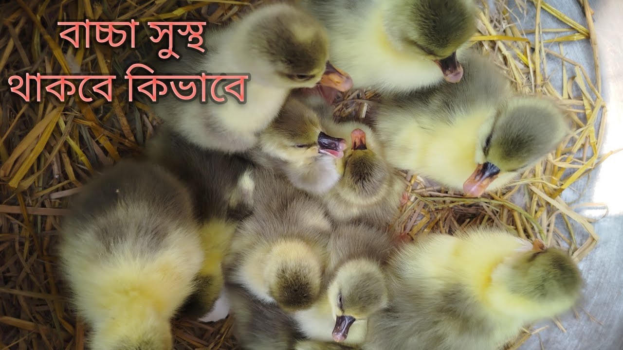 রাজহাঁসের বাচ্চা ফোটার পর কোন কাজগুলো না করলে  ঝিম ধরে কেন থাকে ও পাখা ঝুলে যায়