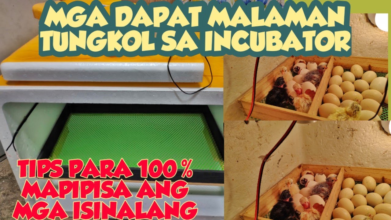 TAMANG PARAAN PARA SUCCESSFUL ANG PAGPAPAPISA SA ATING INCUBATOR? | TIPS SA PAG IINCUBATE NG ITLOG