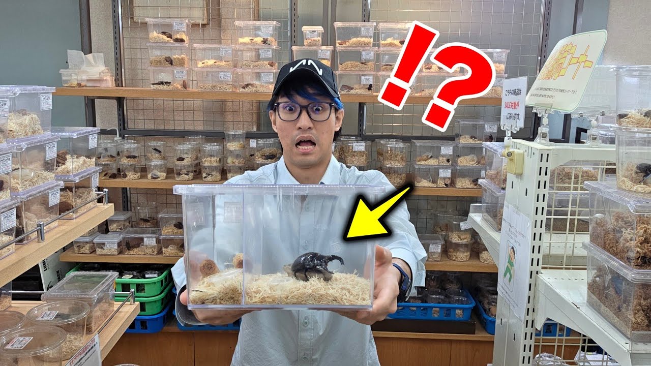 人生で初めて見る大きさの海外クワガタを見つけました