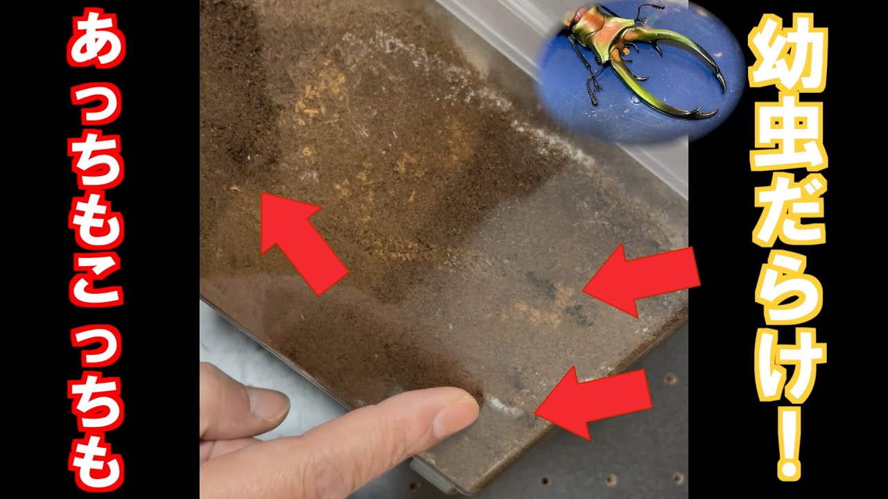 【大漁？】エラフス割り出し2回目