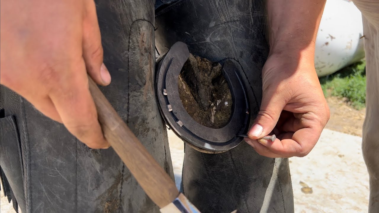 RANCH HORSE gets CUSTOM HORSESHOES