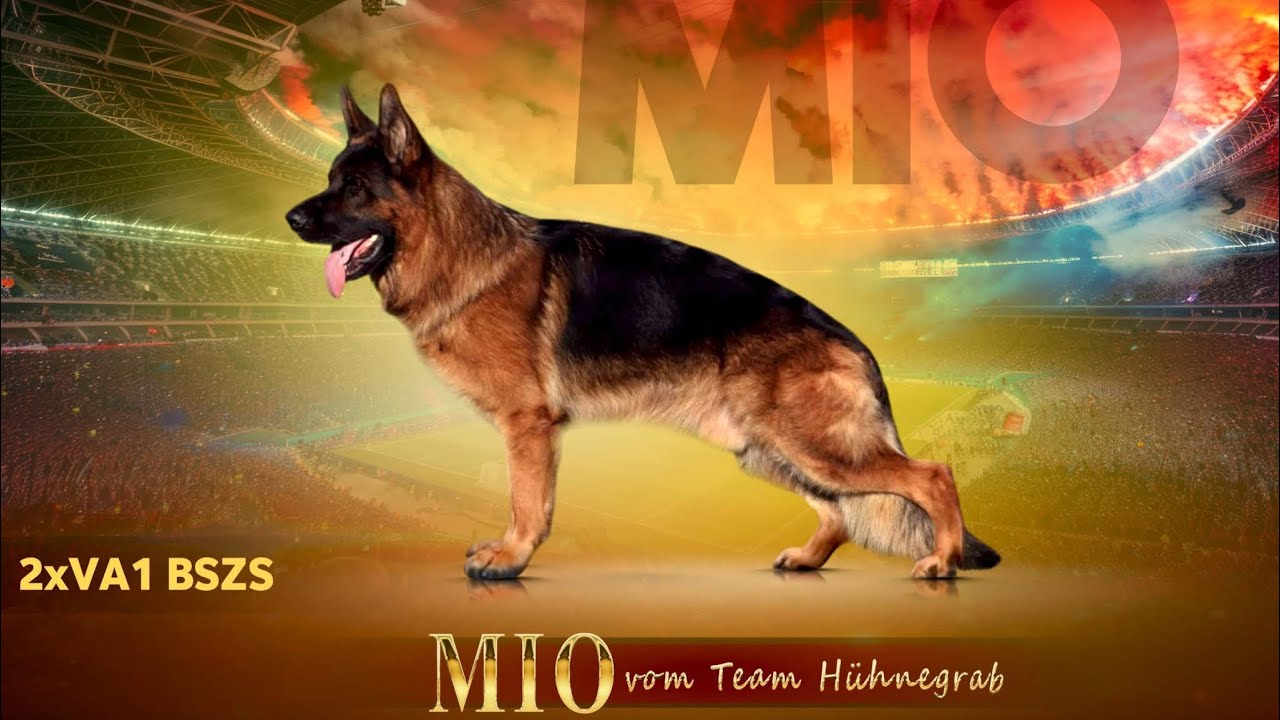 Top 10 Standard Coat VA & V German Shepherd Male’s World 🌍 Championship Germany 🇩🇪 BSZS 2025.