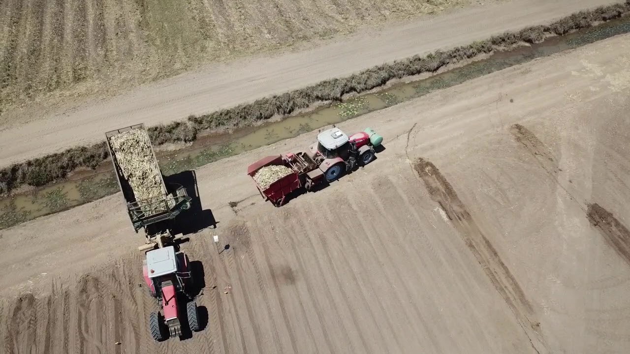 Sugar Cane Planting Australia