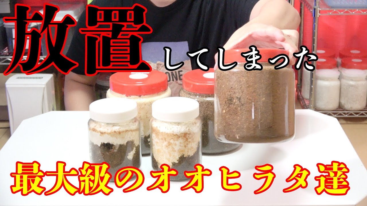 菌糸瓶 交換　各種 ヒラタクワガタ 幼虫 ｇ測定！ パラワンオオヒラタ スマトラヒラタ