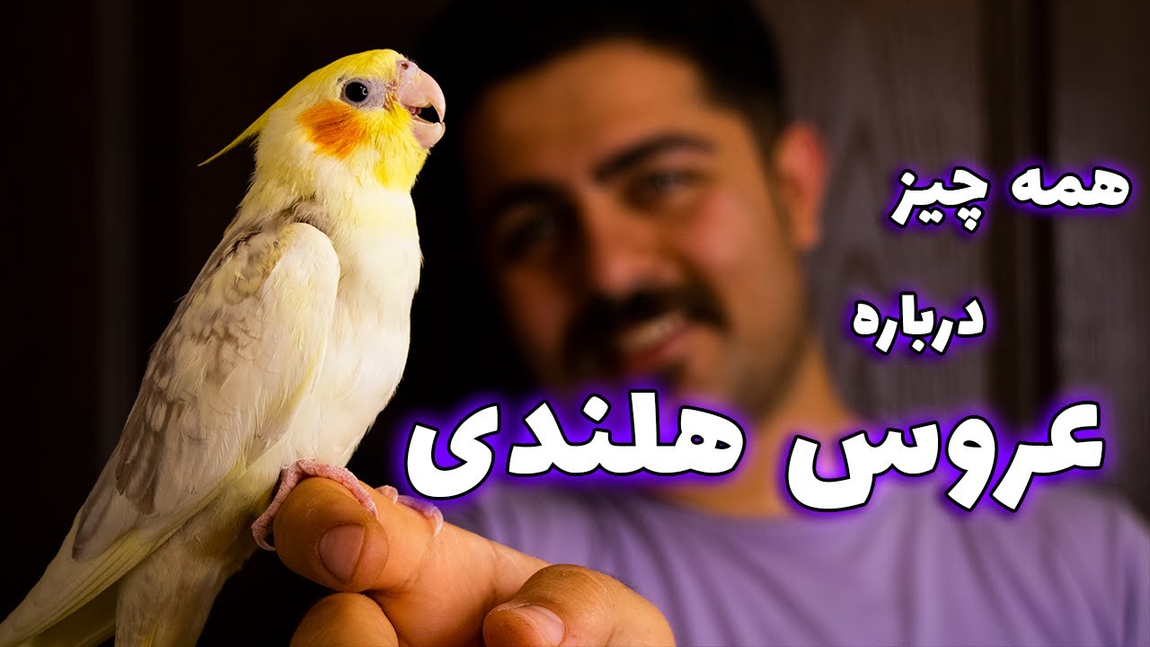 معرفی عروس هلندی + بیوگرافی