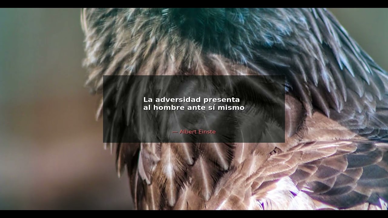 La adversidad presenta al hombre ante sí mismo. - Albert Einstein | Alma Guerrera