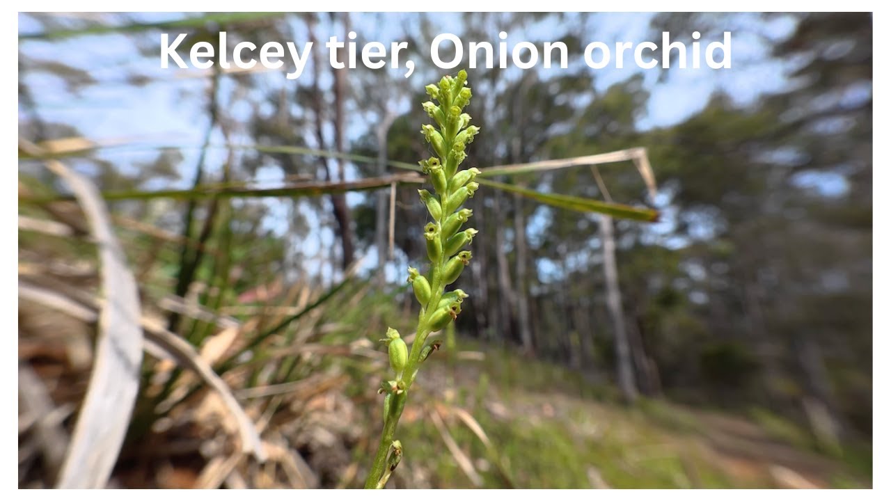 Walking through Kelcey tier, Devonport, Tasmania. Looking for Onion orchid, Microtis unifolia
