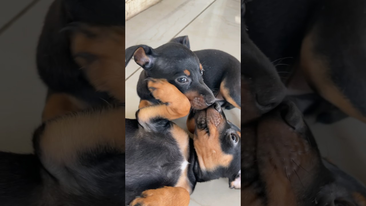 Mother Dog Disciplining Her Puppies #Shorts