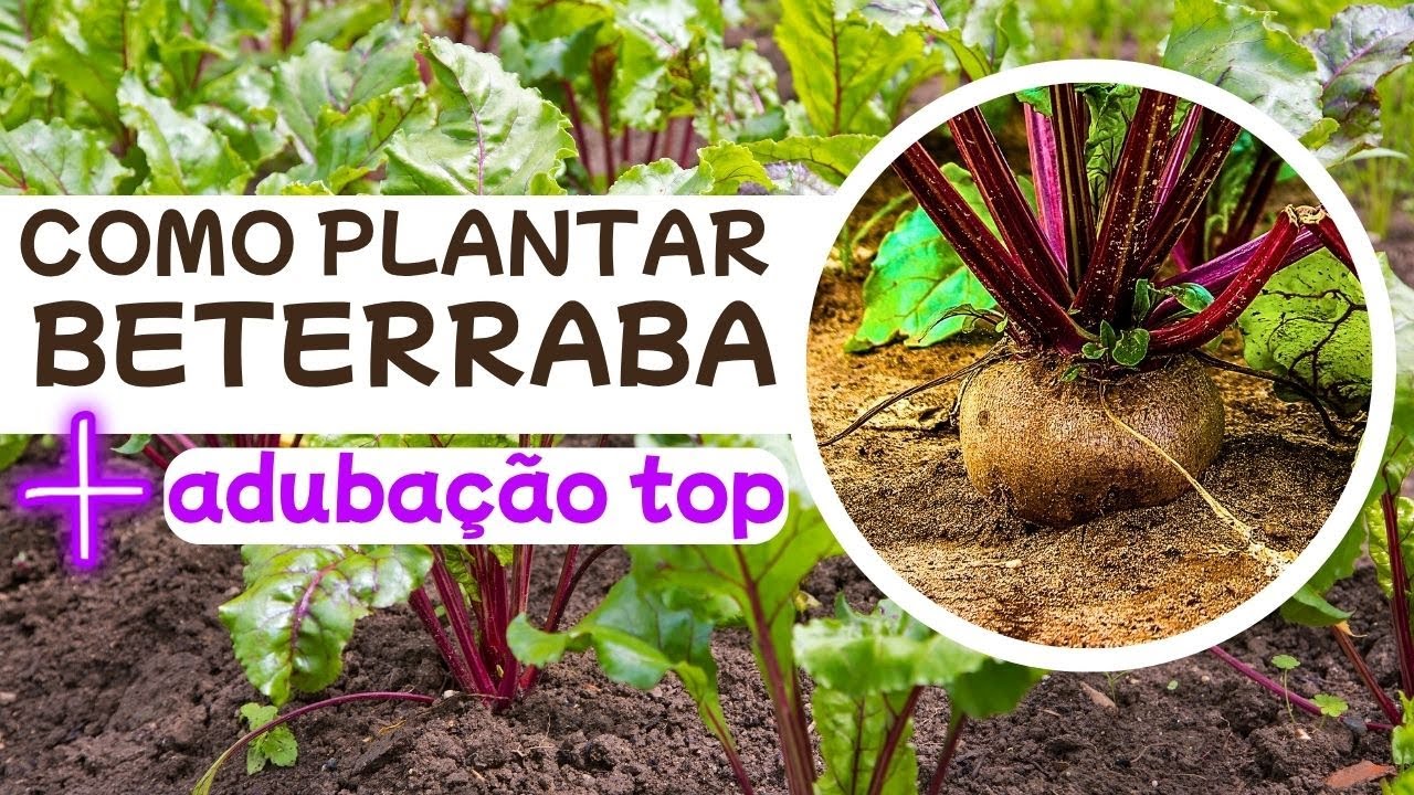 PLANTAR BETERRABA - PASSO A PASSO INICIANTE + ADUBAÇÃO TOP