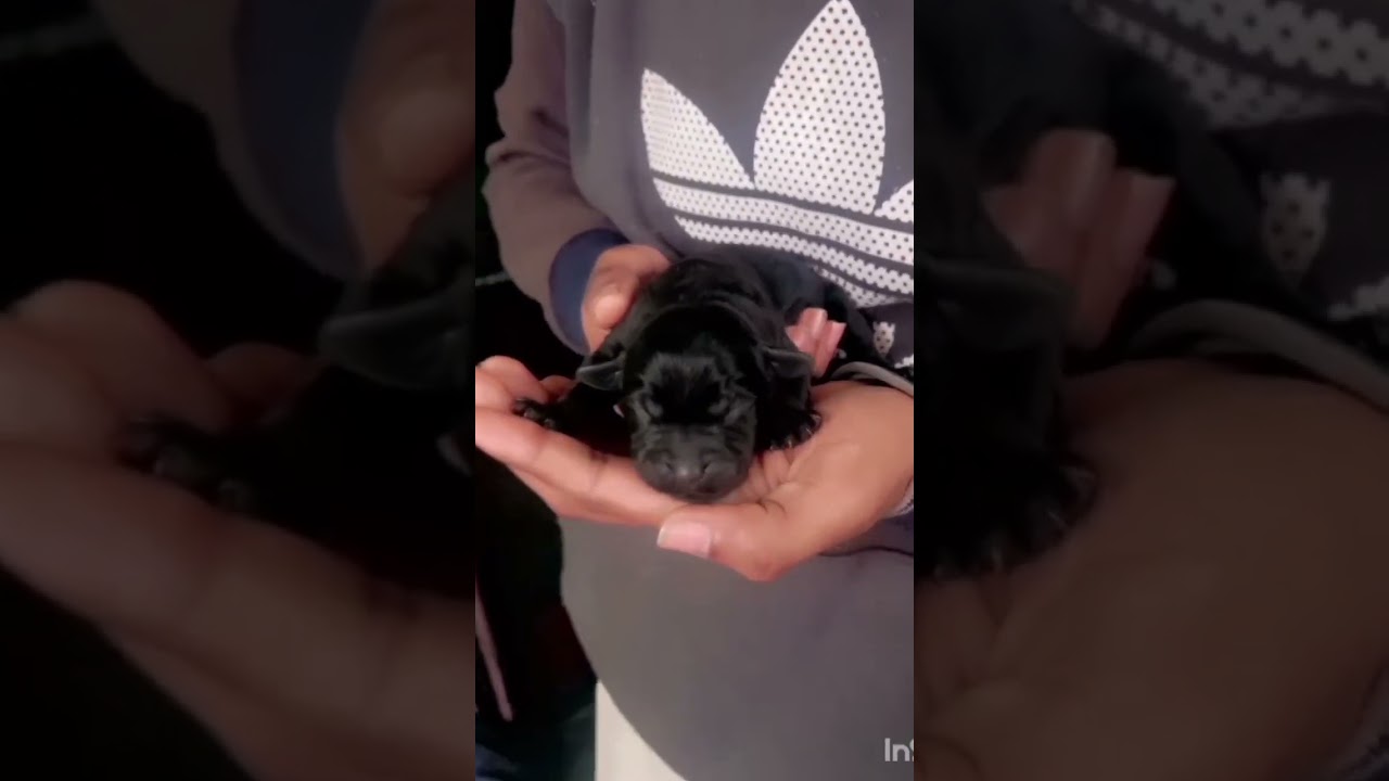 New Born lebra puppies🥰🧿 # lebradog 