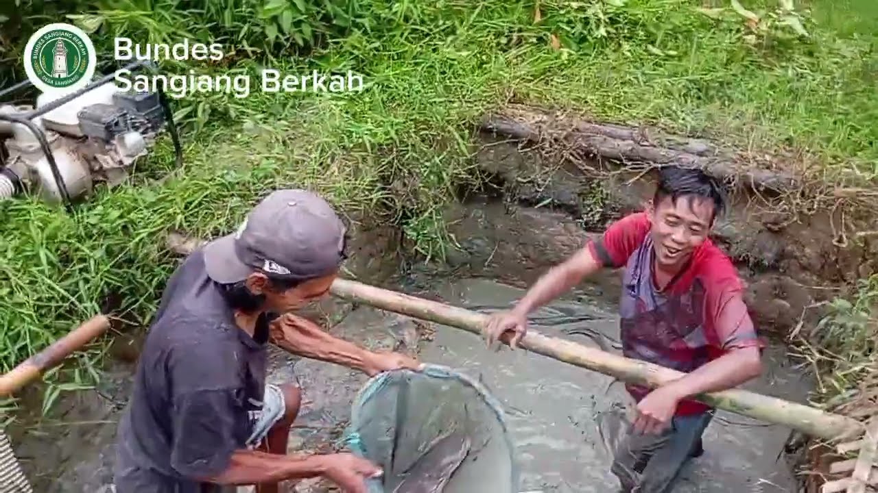 Momen Lucu Ketika ABK Bumdes Memilih Indukan Lele