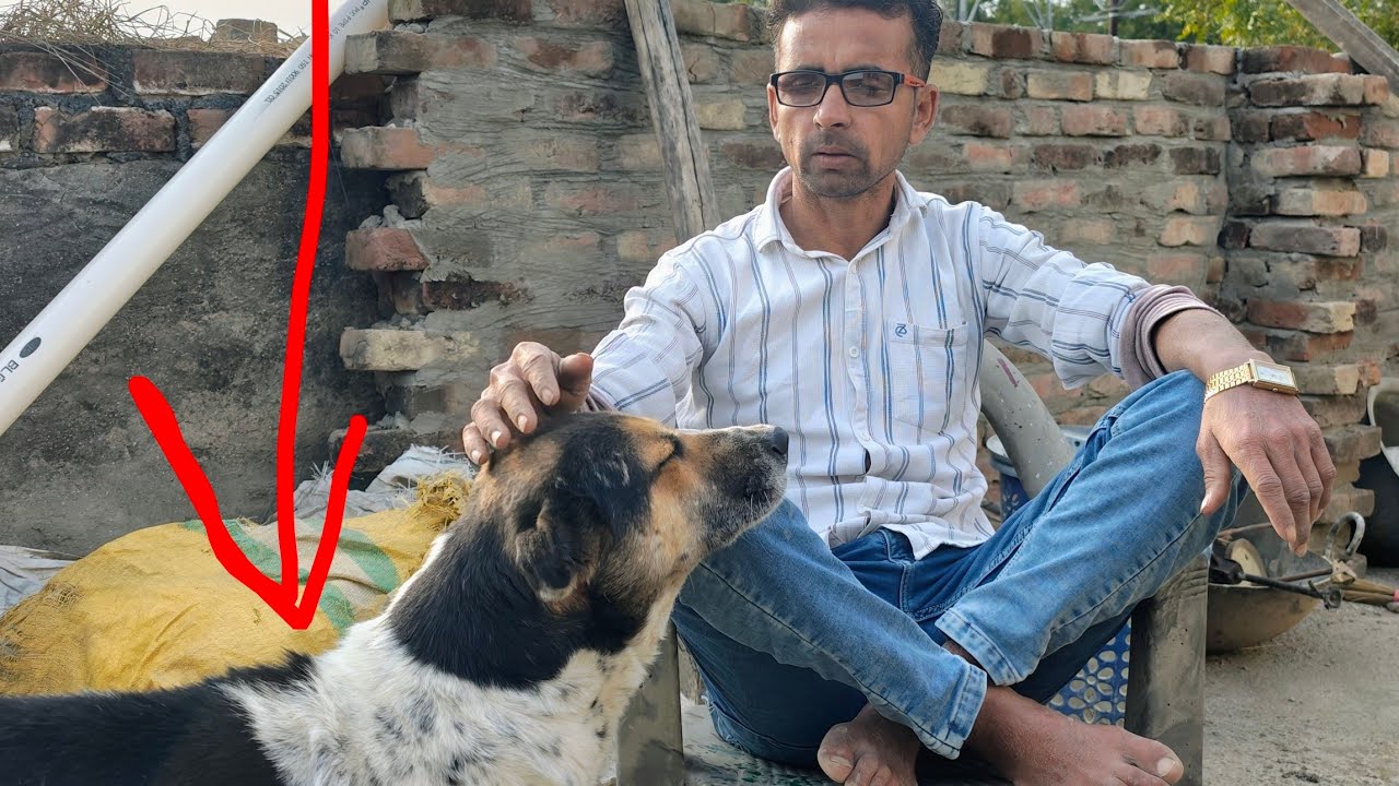 Hamara dogi mil gaya 😲 Daily vlog mini vlog trending vlog family vlog adventure vlog #vlog #adventur