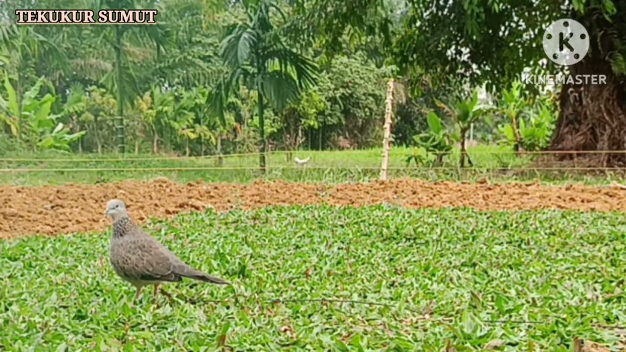 BL//Melatih Pikat Ajaran//Sampai Keluar Gagap Agak Lain#tekukur #tekukurliar #burung #birds 