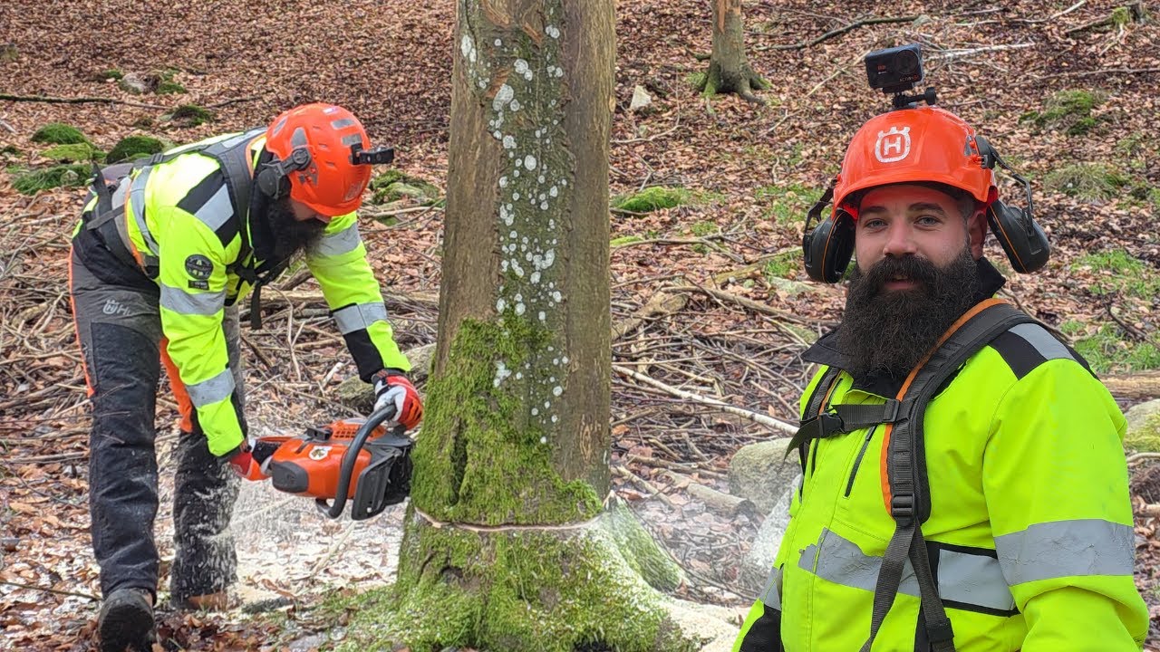 Husqvarna 564XP Cutting Down Trees In SWEDEN _ AXEHOLE LOGGER