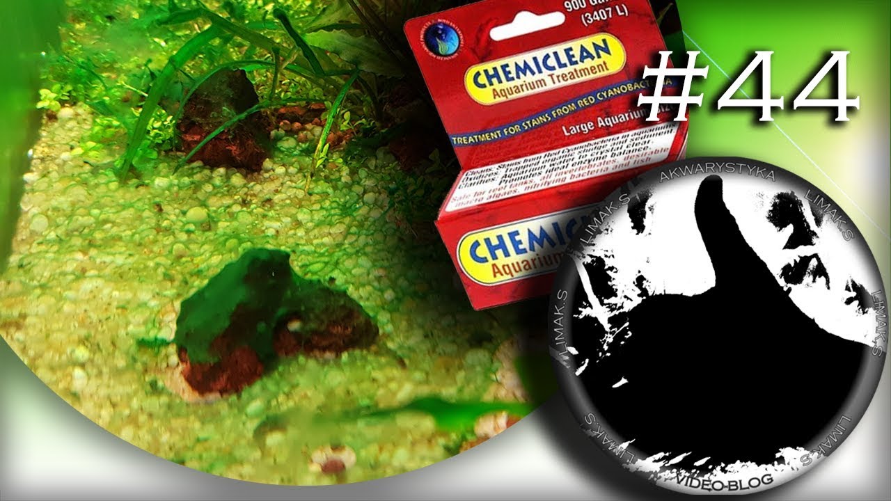 #44 Walka z sinicami - Chemiclean w akcji