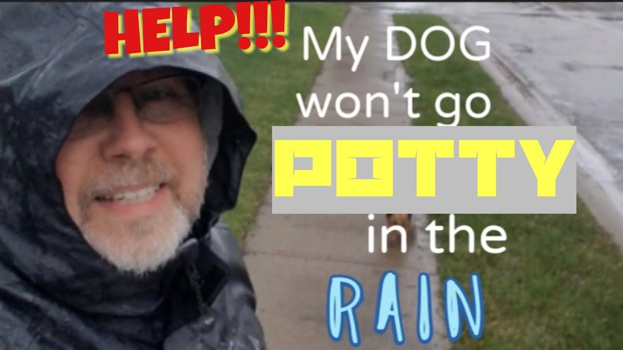 TIPS FOR GETTING DOGS OUT IN THE RAIN. My dog won’t go potty in the rain! Bad Weather Potty Training