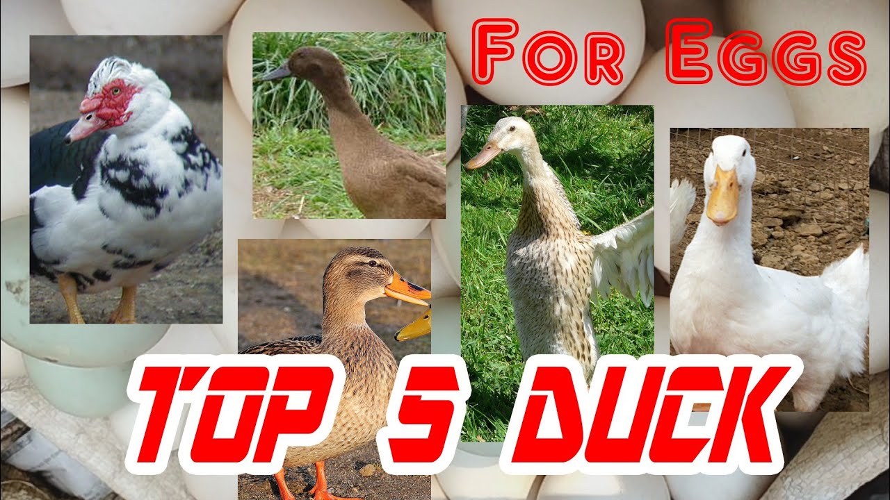 Top 5 Eggs layer Duck / सबसे ज्यादा अंडा देने वाली बत्तख