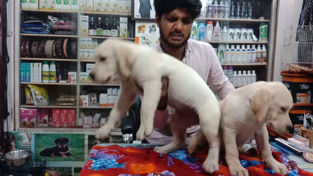 KCI registered Labradors on sale 30000/-
