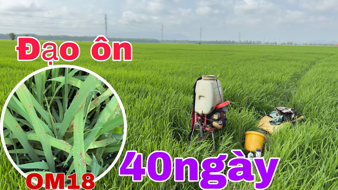 Phun cử làm làm đồng cho lúa đông xuân 