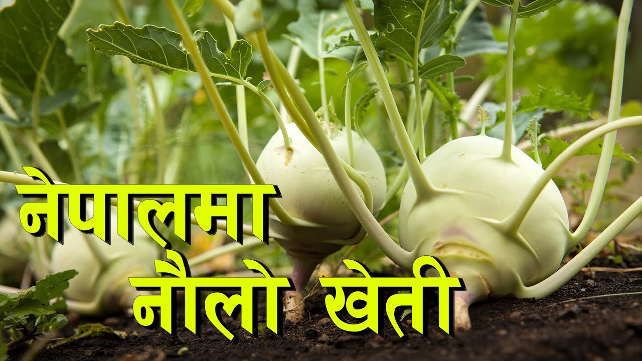 खेती प्रविधि सिकौं, उत्पादन गरौं || Gathbodi farming in Nepal ||