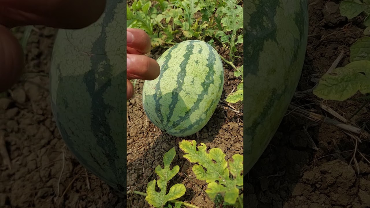 Fresh Raw Watermelon Testing #farming #fresh #fruits #shorts