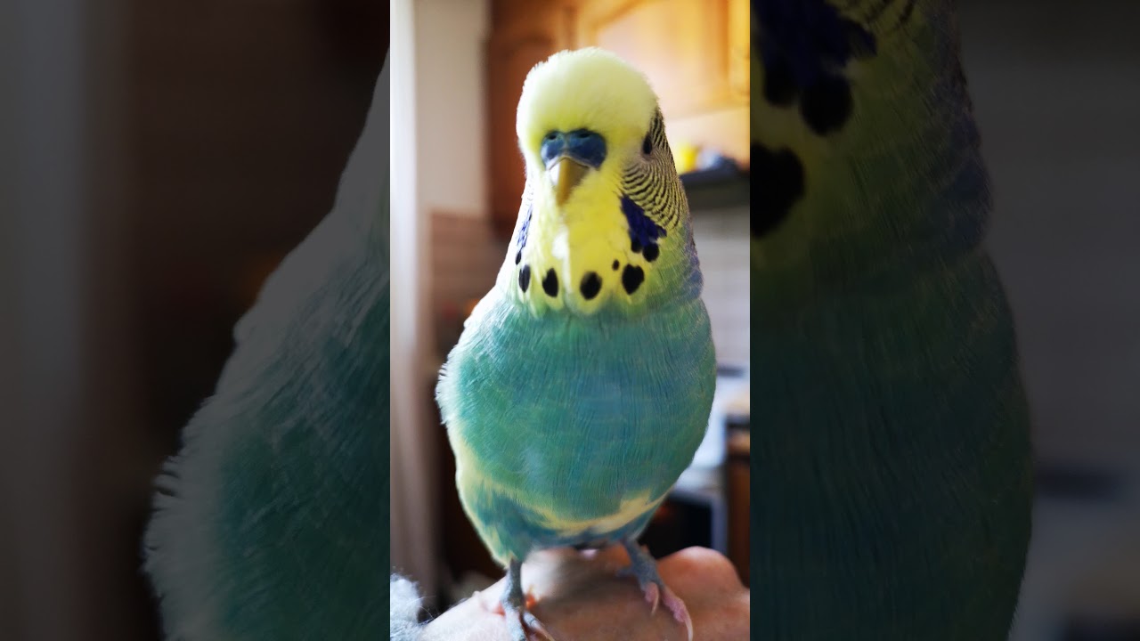 The swearing budgie