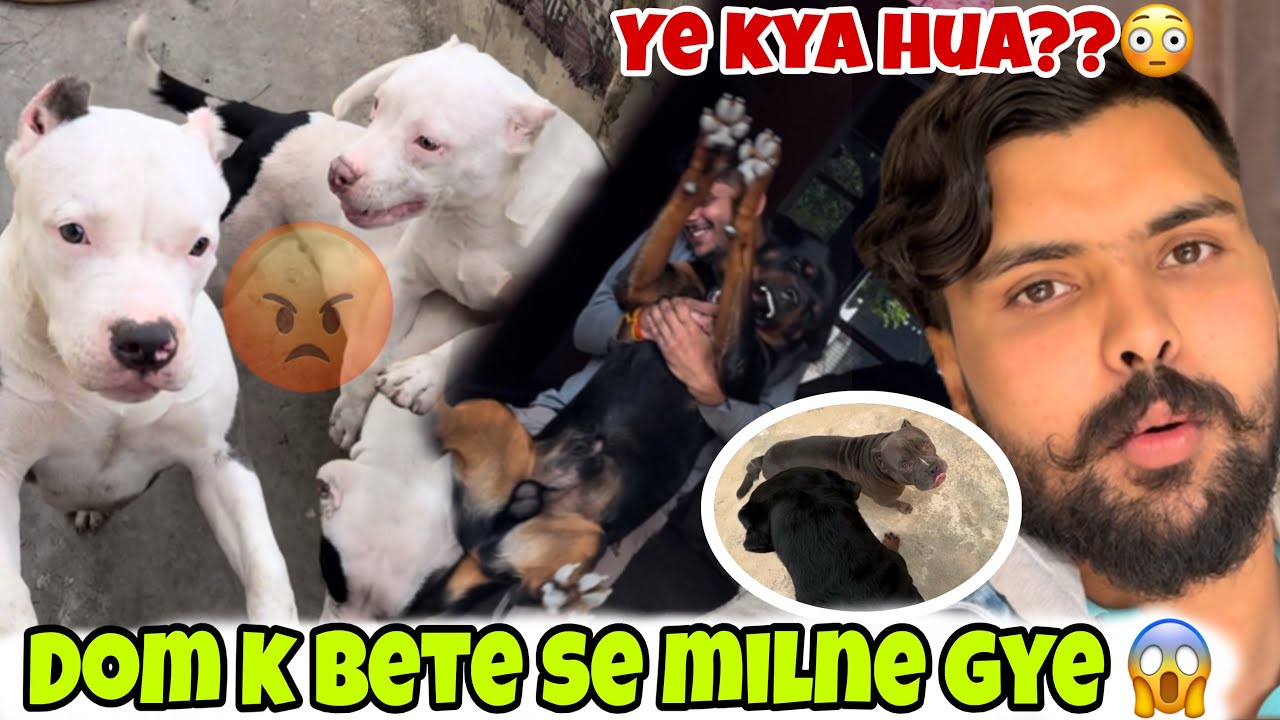 Dom k bete se milne gye 😱or kya hua!!!😳beasto or gori ne kia bhaari nuksan😡