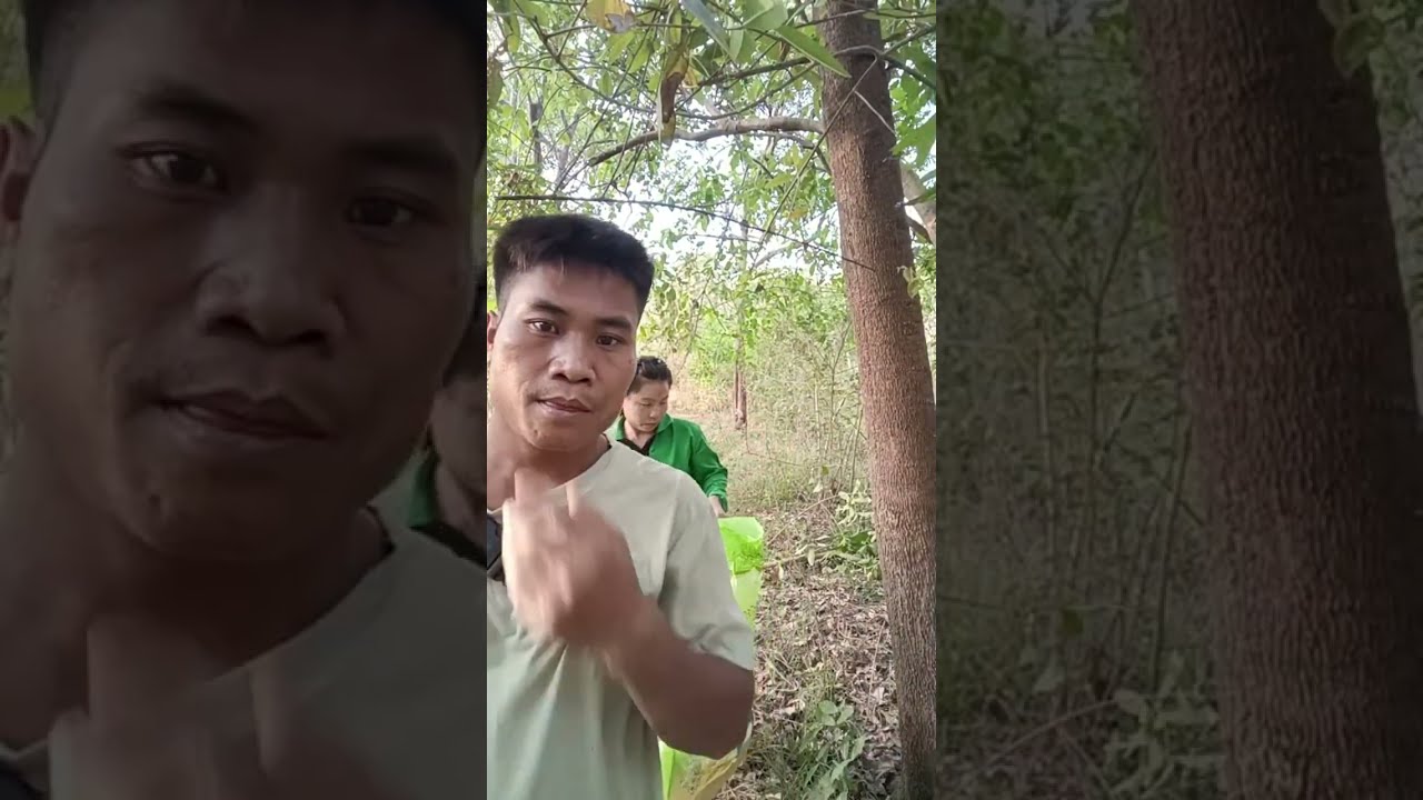 Bao Pongบ่าวป๋อง กำลังถ่ายทอดสด!มาแหย่ไข่มดแดงคือเก่าครับพี่น้อง