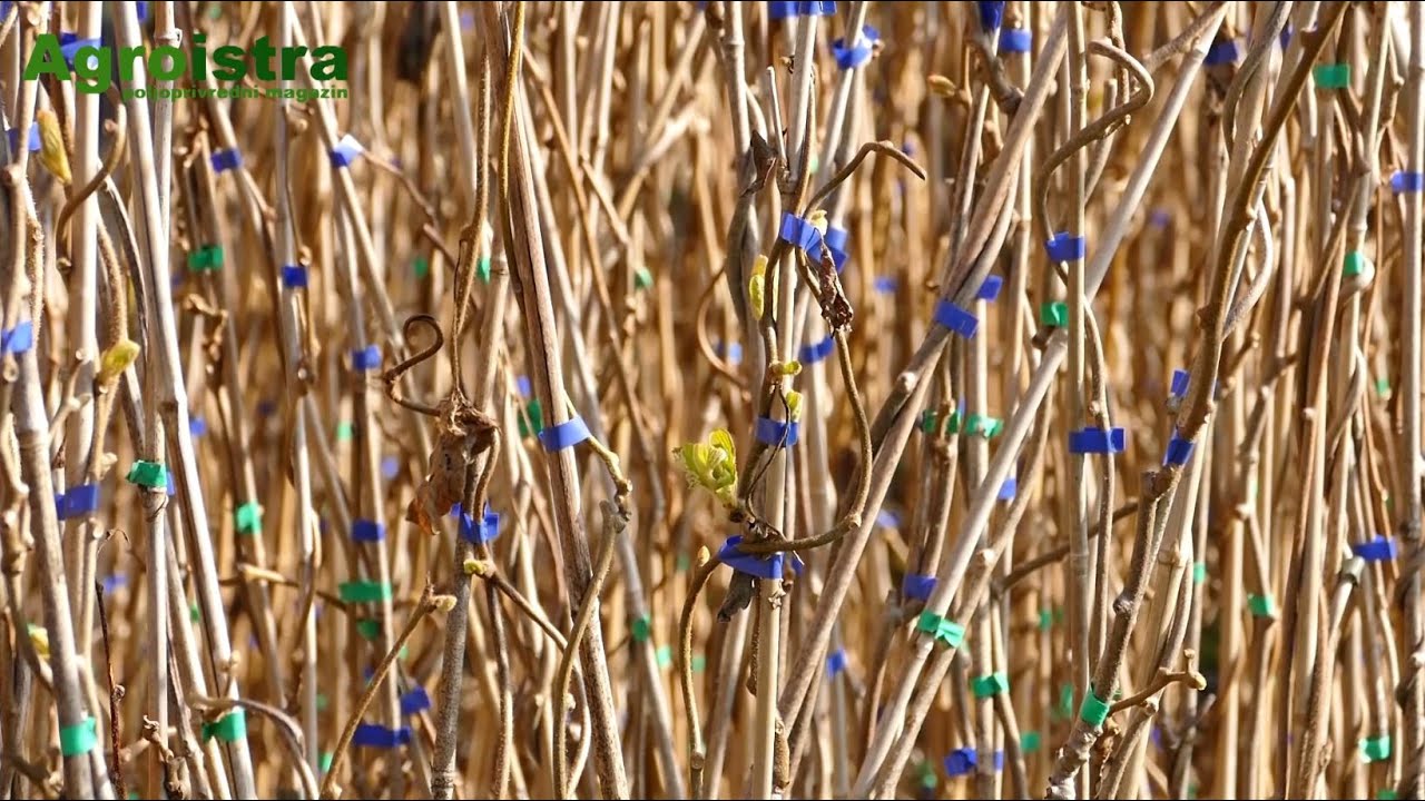 AGROISTRA Rezidba kivija