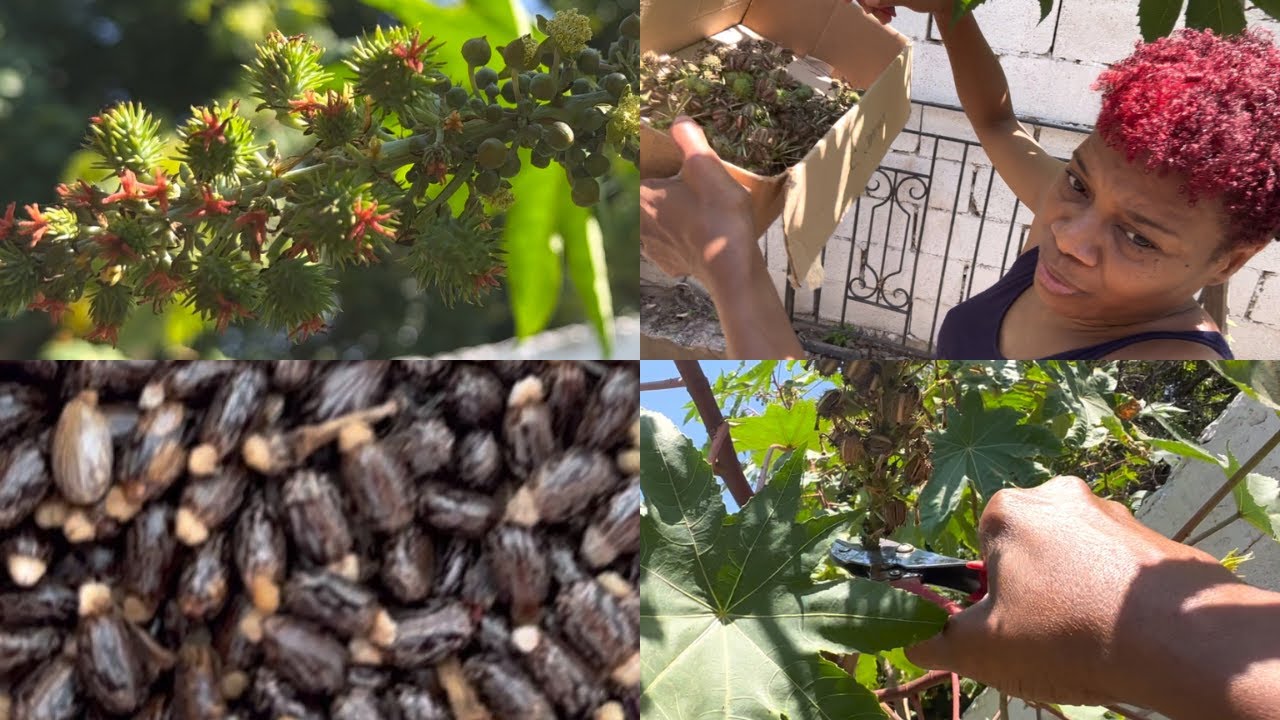 Harvesting Castor Beans/ Living in Jamaica/ Jamaica Vlog