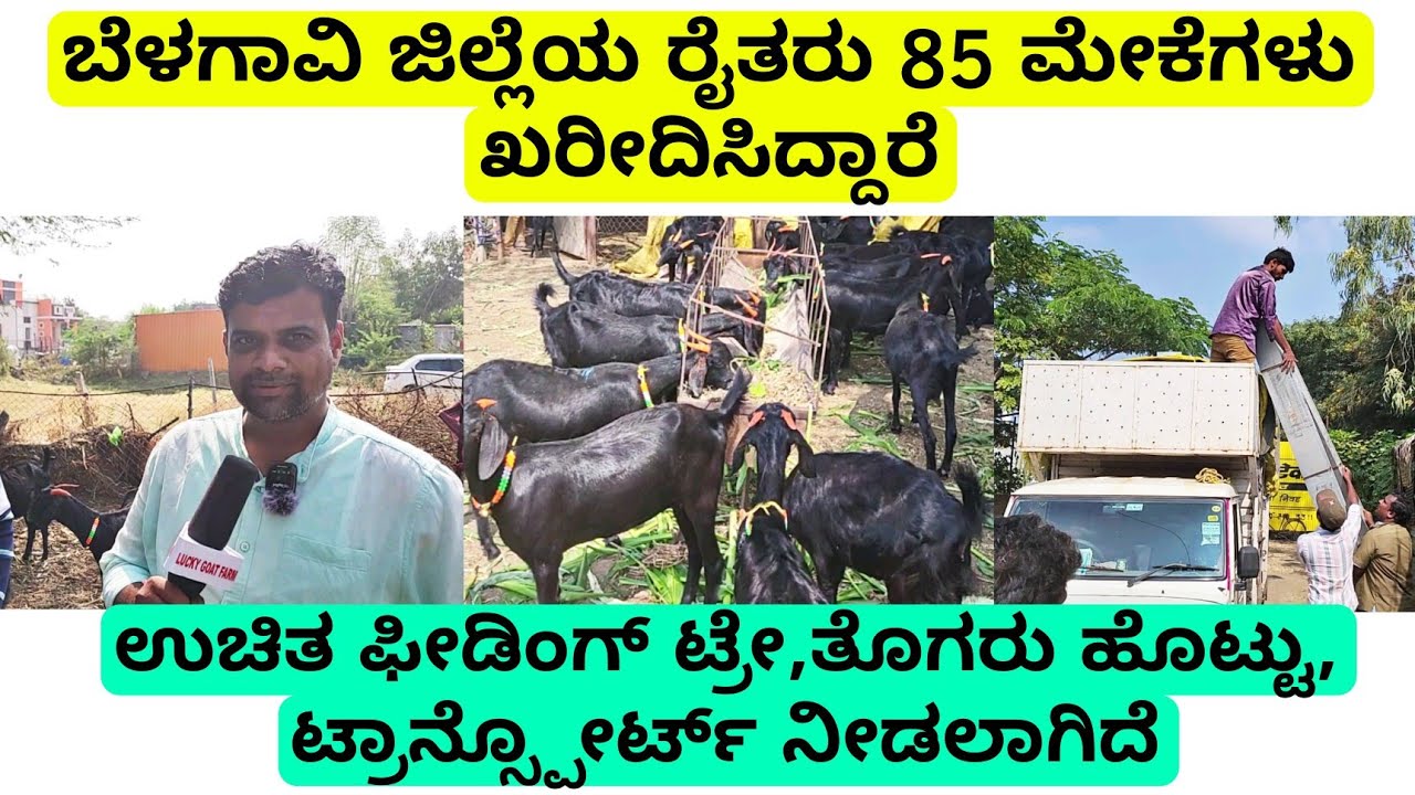 85 ಮೇಕೆಗಳು ಖರೀದಿಸಿದ್ದಾರೆ | ಫೀಡಿಂಗ್ ಟ್ರೇ | ತೊಗರಿ ಹೊಟ್ಟು | ಟ್ರಾನ್ಸ್ಪೋರ್ಟ್ ಉಚಿತ | usmanibad goats
