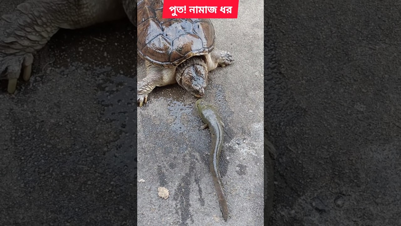 বাজান! নামাজ ধর আনিসুর রহমান আশরাফি #anisurrahmanashrafi #ashrafiwaz