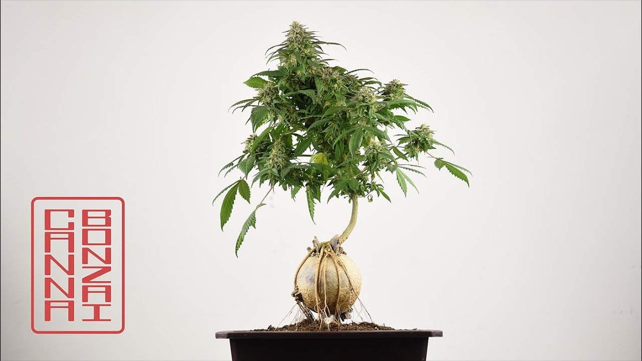 Moon Cannabonsai: Root Training