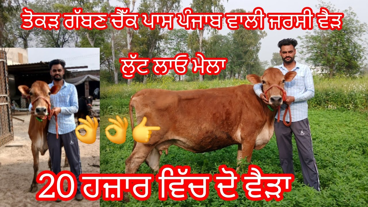 12 march 2026 ਤੋਕੜ ਗੱਬਣ ਚੈੱਕ ਪਾਸ ਵੈੜ ਦੋ ਤੋਕੜਾ ਨਿੱਕੇ ਨਿੱਕੇ ਮੁੱਲ /cow for sale /cheema dairy farm 